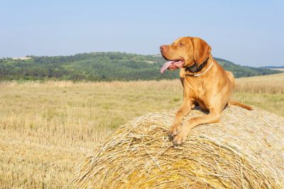 Products For Electrical Pet Fencings in use